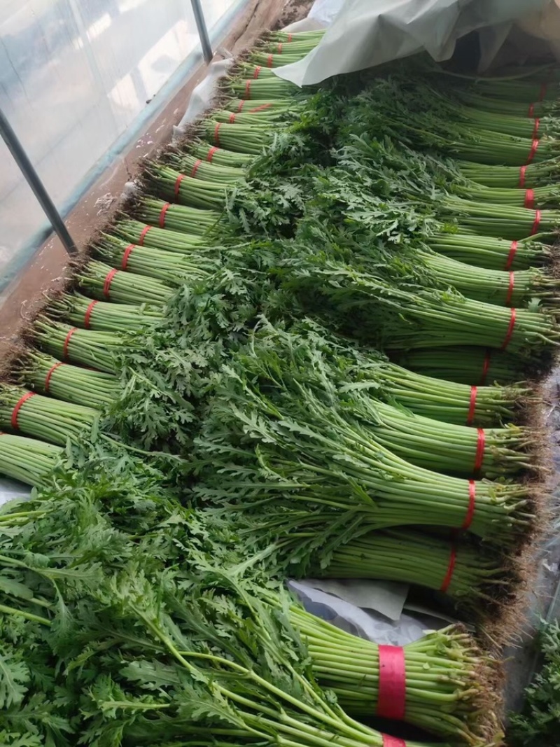河北邯郸精品茼蒿诚信报价品质对接商超
