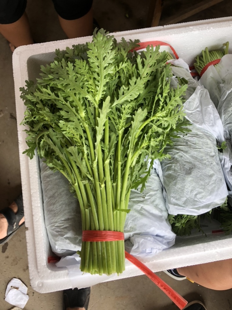 河北邯郸精品茼蒿诚信报价品质对接商超