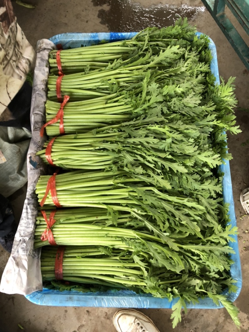 河北邯郸精品茼蒿诚信报价品质对接商超