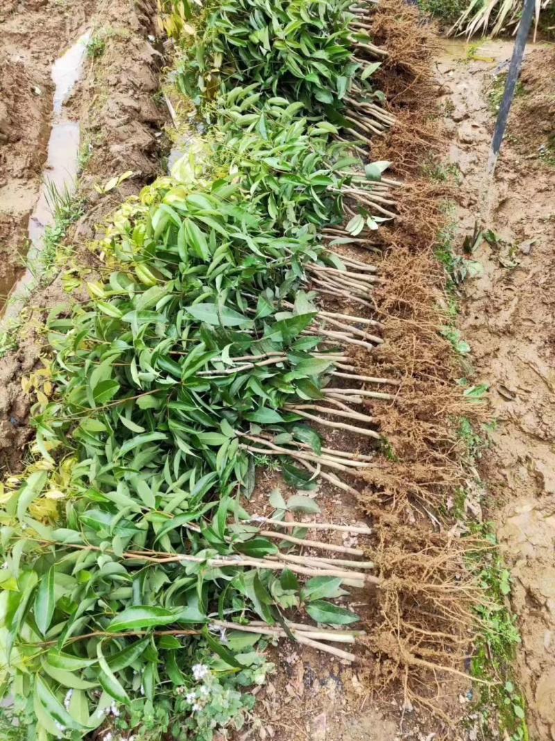 仙进奉荔枝苗正品嫁接妃子笑无核荔枝桂味荔枝苗白糖罂
