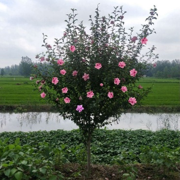 木槿庭院绿篱围墙花卉植物紫木槿室内盆栽重瓣大花包