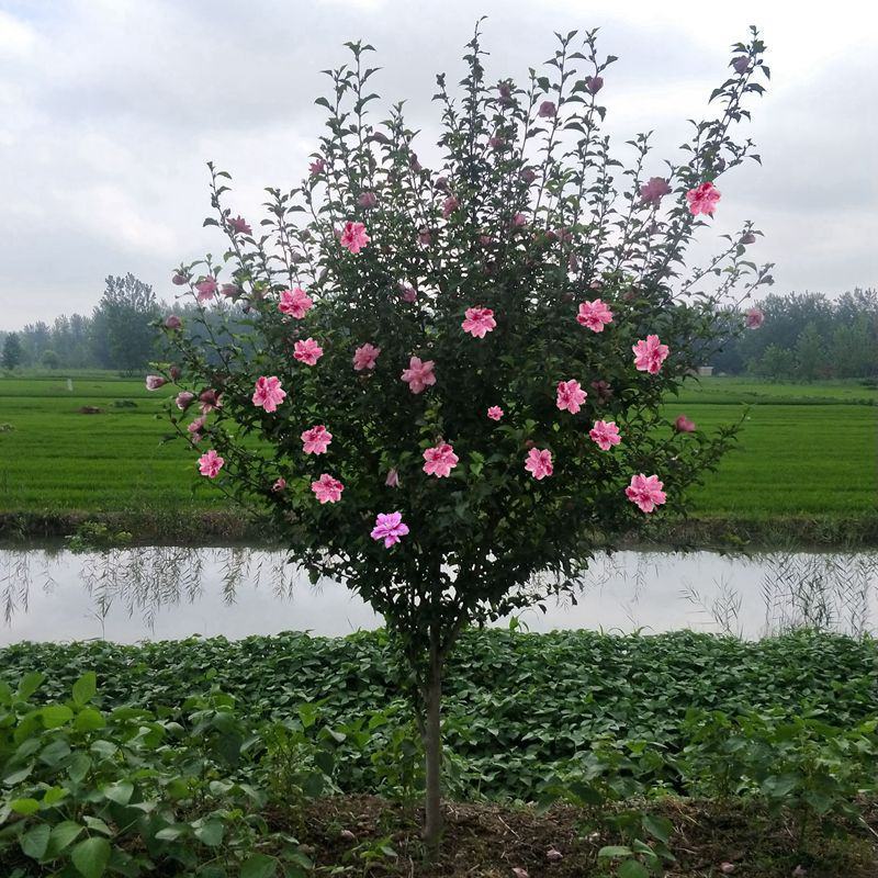木槿庭院绿篱围墙花卉植物紫木槿室内盆栽重瓣大花包