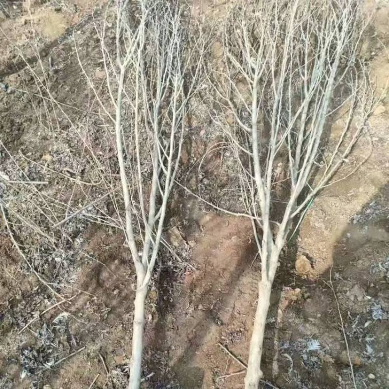 木槿庭院绿篱围墙花卉植物紫木槿室内盆栽重瓣大花包