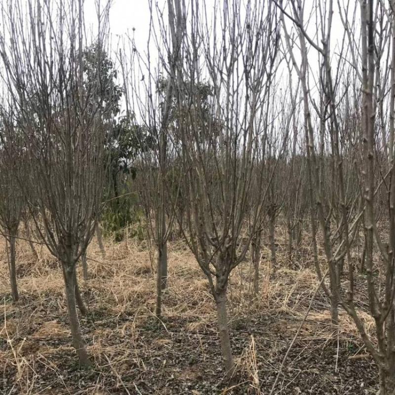 木槿庭院绿篱围墙花卉植物紫木槿室内盆栽重瓣大花包