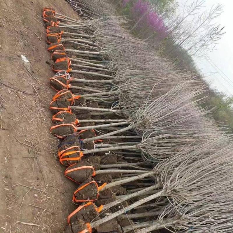 木槿庭院绿篱围墙花卉植物紫木槿室内盆栽重瓣大花包