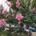 木槿庭院绿篱围墙花卉植物紫木槿室内盆栽重瓣大花包