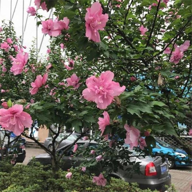 木槿庭院绿篱围墙花卉植物紫木槿室内盆栽重瓣大花包