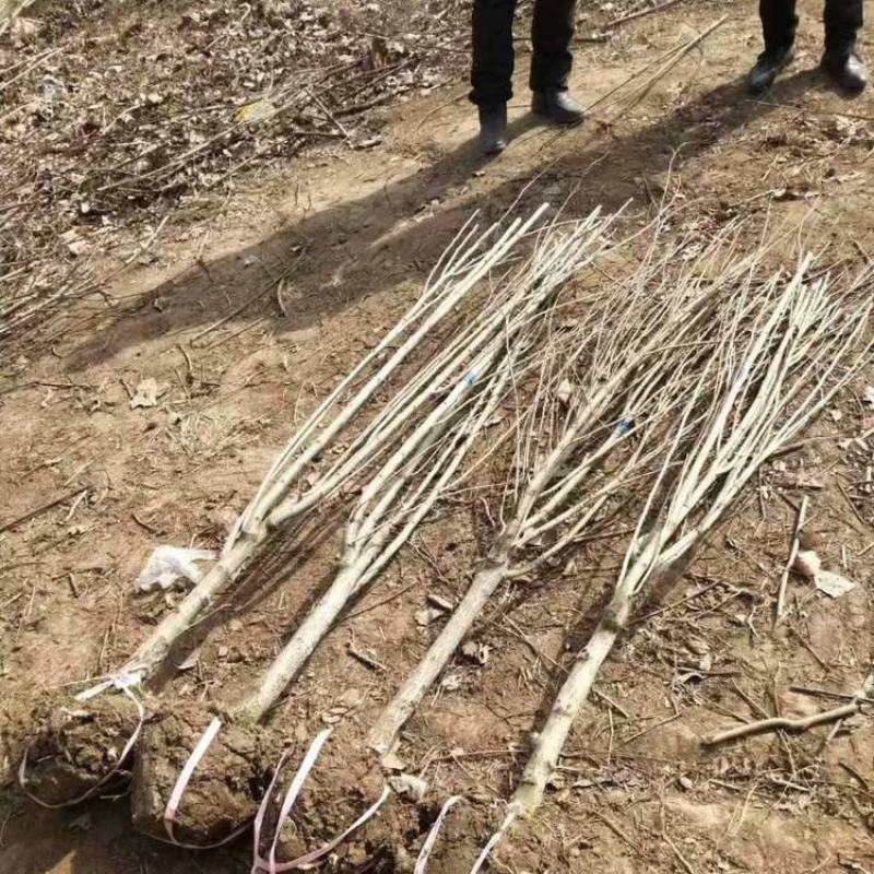 木槿庭院绿篱围墙花卉植物紫木槿室内盆栽重瓣大花包