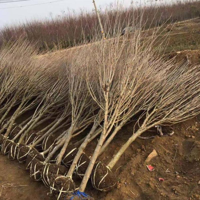 木槿庭院绿篱围墙花卉植物紫木槿室内盆栽重瓣大花包