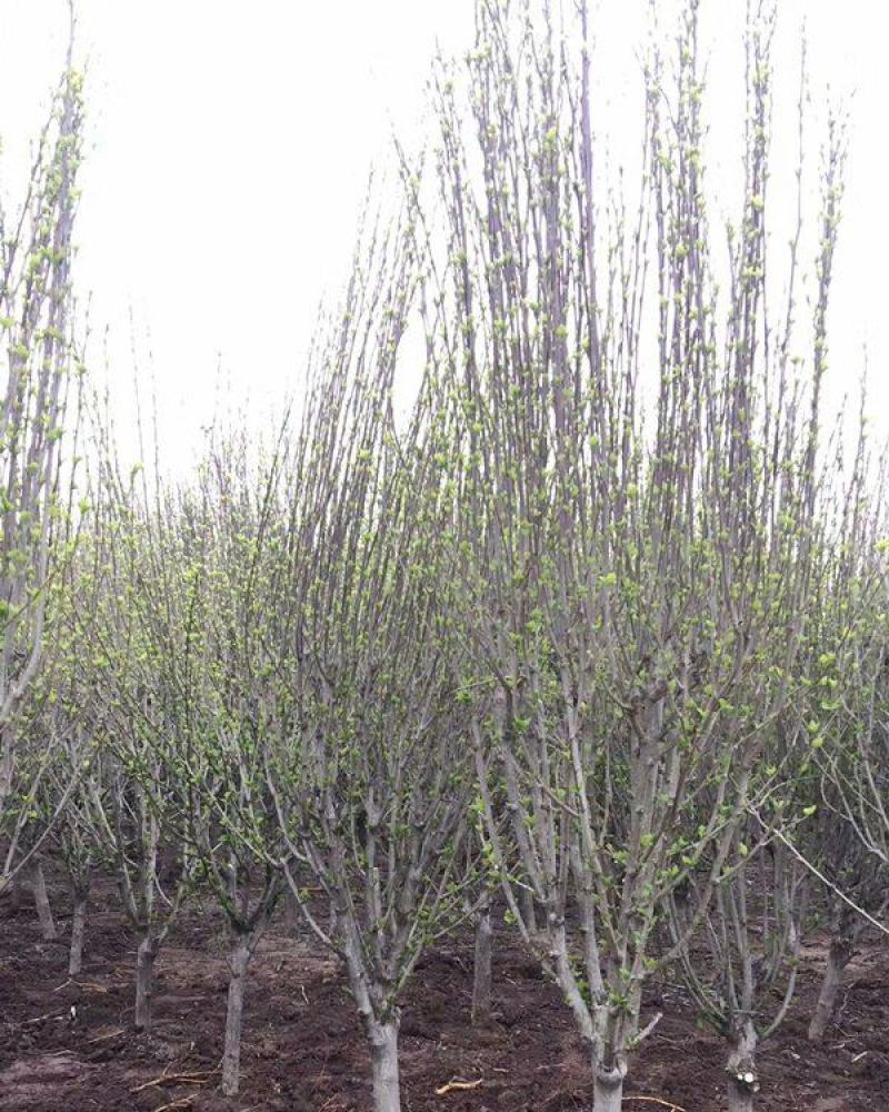 木槿庭院绿篱围墙花卉植物紫木槿室内盆栽重瓣大花包