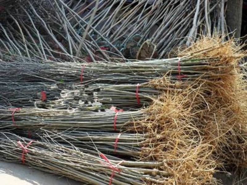 木槿树苗庭院绿篱围墙花卉植物紫木槿树苗室内盆栽重瓣大花