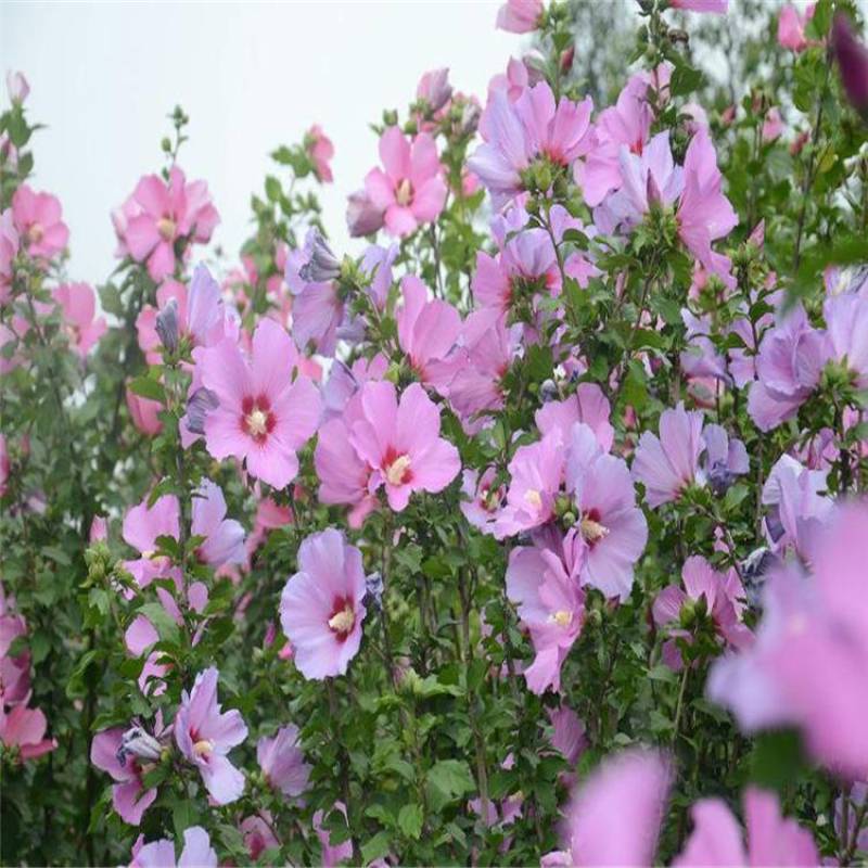 木槿树苗庭院绿篱围墙花卉植物紫木槿树苗室内盆栽重瓣大花