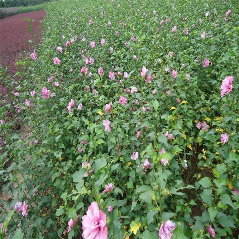 木槿树苗庭院绿篱围墙花卉植物紫木槿树苗室内盆栽重瓣大花