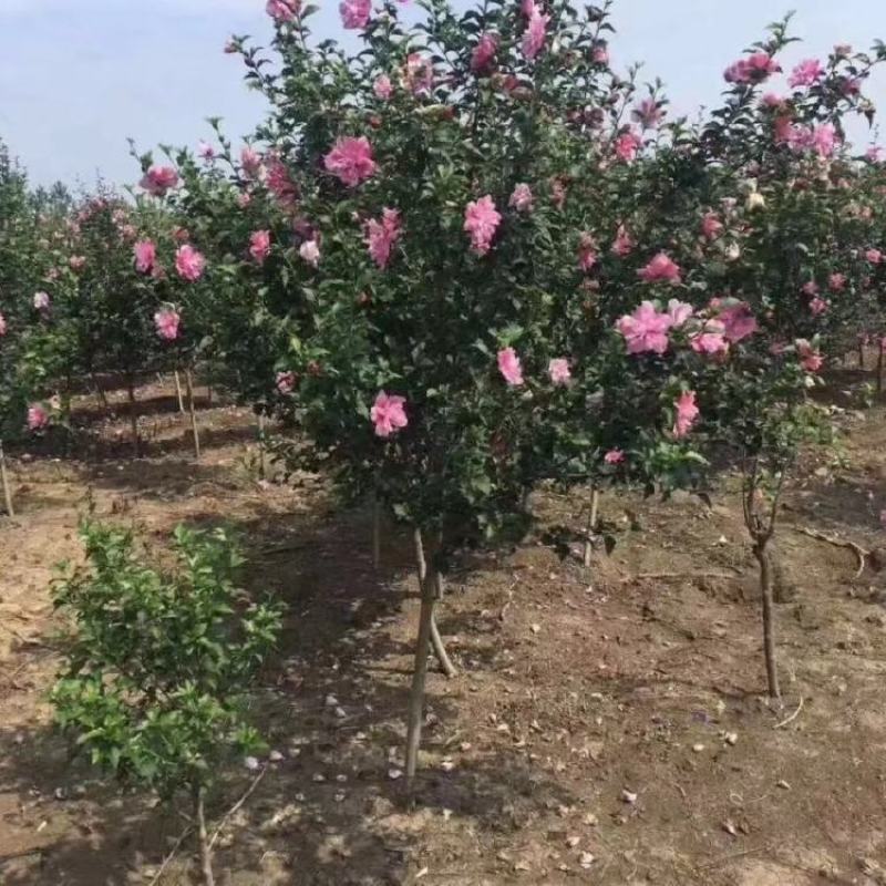 木槿树苗庭院绿篱围墙花卉植物紫木槿树苗室内盆栽重瓣大花