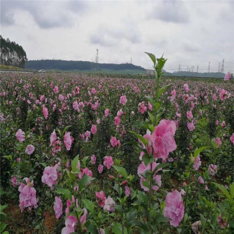 木槿树苗庭院绿篱围墙花卉植物紫木槿树苗室内盆栽重瓣大花