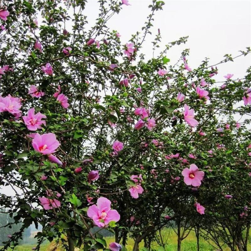 木槿树苗庭院绿篱围墙花卉植物紫木槿树苗室内盆栽重瓣大花