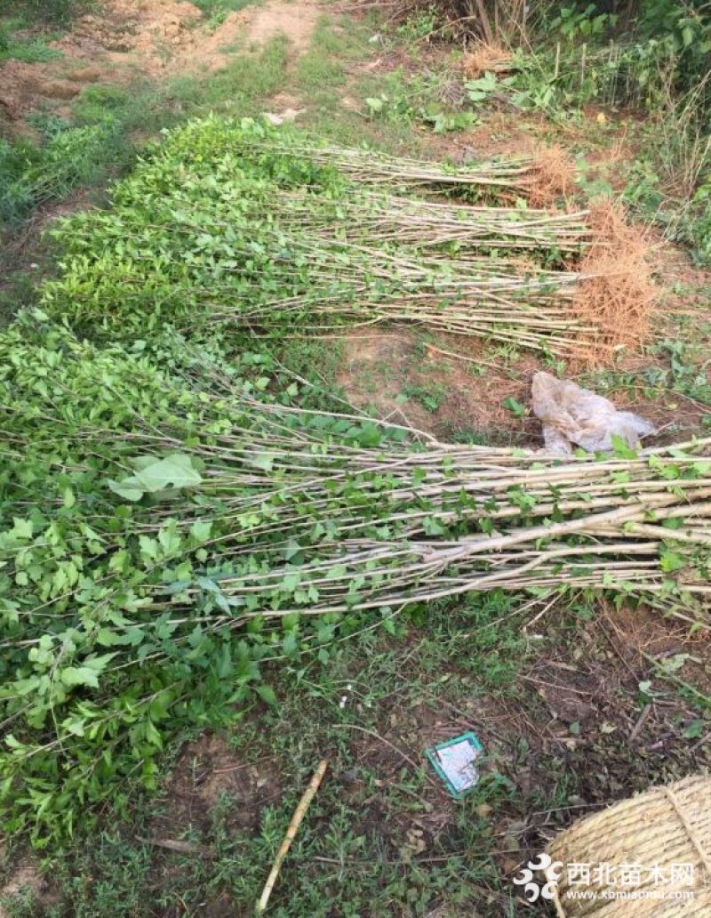 木槿树苗庭院绿篱围墙花卉植物紫木槿树苗室内盆栽重瓣大花