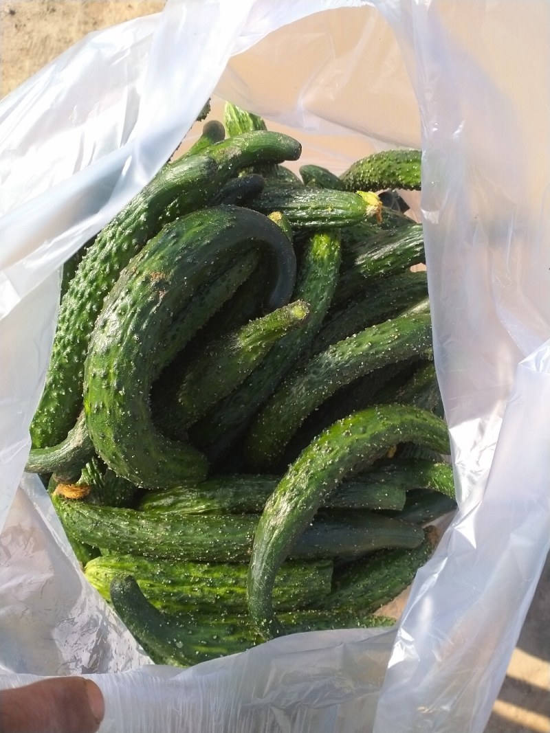 山东次品黄瓜黄瓜扭18公分以下干花带刺货源充足