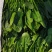 菠菜大叶菠菜河北故城基地直发一手货源可发全国