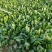 菠菜大叶菠菜河北故城基地直发一手货源可发全国