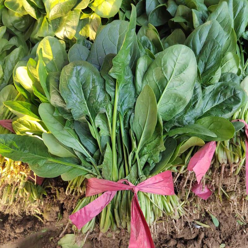 菠菜小叶菠菜河北基地直发25-30公分一手货源