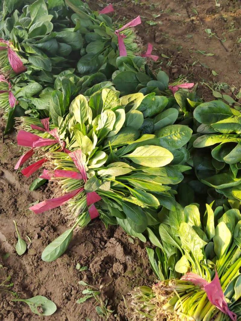 菠菜小叶菠菜河北基地直发25-30公分一手货源