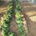 菠菜小叶菠菜河北基地直发25-30公分一手货源