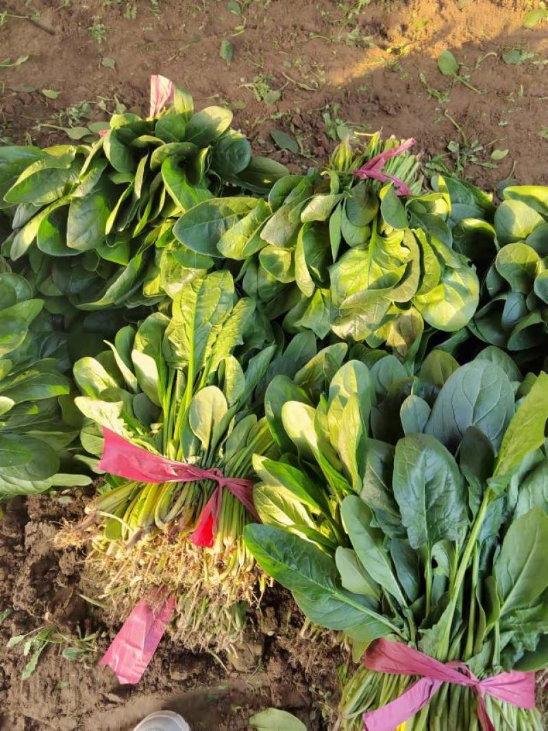 菠菜小叶菠菜河北基地直发25-30公分一手货源