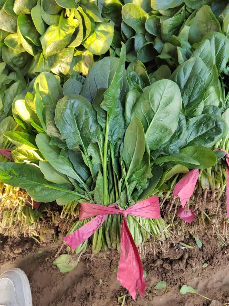 菠菜小叶菠菜河北基地直发25-30公分一手货源