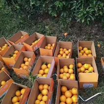 产地直供，湖南纽荷尔脐橙，品质有保证，可视频