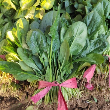 菠菜精品25-30公分基地直发一手货源全国发货