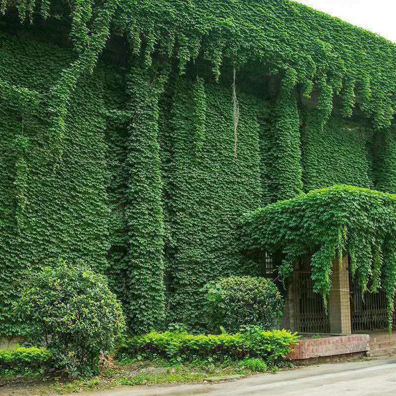 爬山虎爬藤植物四季爬山虎树苗庭院户外绿化三叶五叶爬墙虎苗