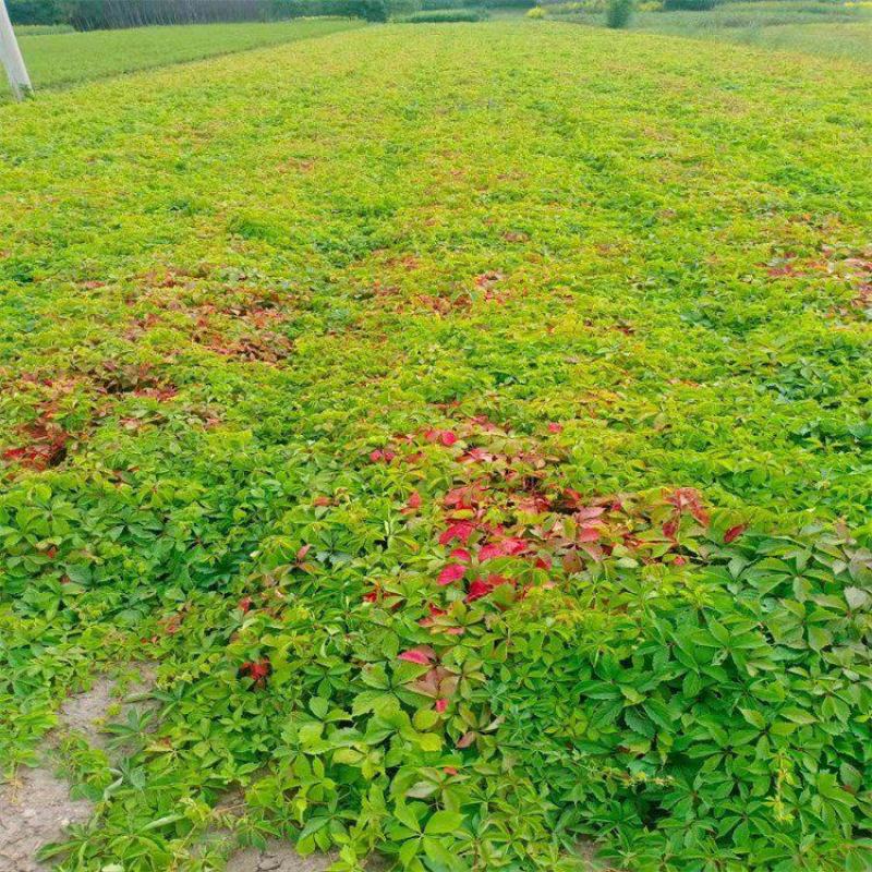 爬山虎爬藤植物四季爬山虎树苗庭院户外绿化三叶五叶爬墙虎苗
