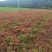 爬山虎爬藤植物四季爬山虎树苗庭院户外绿化三叶五叶爬墙虎苗