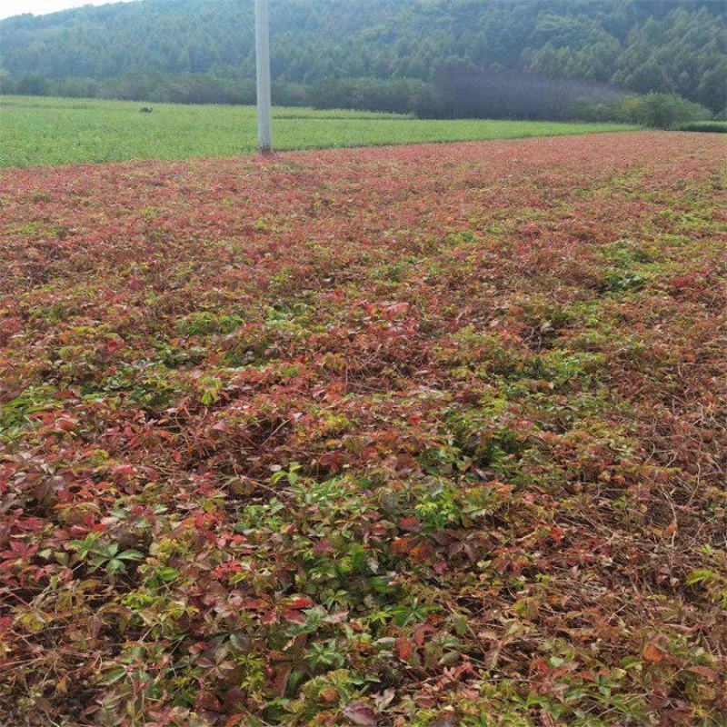 爬山虎爬藤植物四季爬山虎树苗庭院户外绿化三叶五叶爬墙虎苗