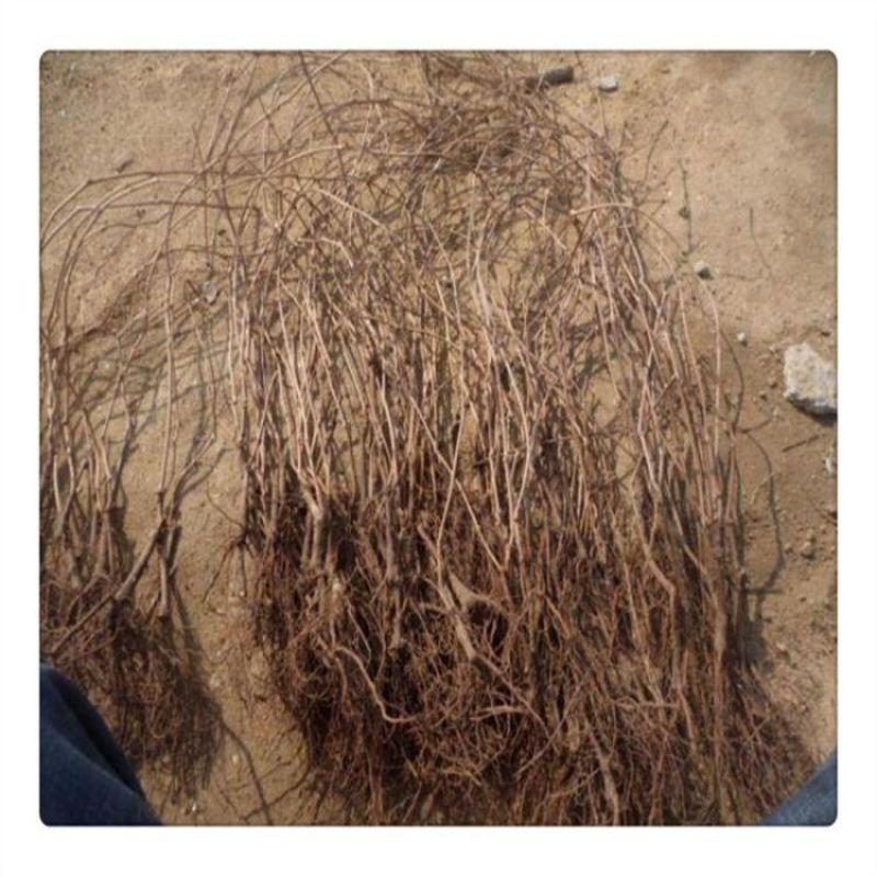 爬山虎爬藤植物四季爬山虎树苗庭院户外绿化三叶五叶爬墙虎苗