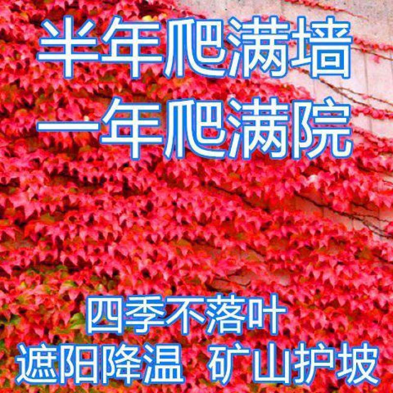 爬山虎爬藤植物四季爬山虎树苗庭院户外绿化三叶五叶爬墙虎苗