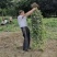 爬山虎爬藤植物四季爬山虎树苗庭院户外绿化三叶五叶爬墙虎苗
