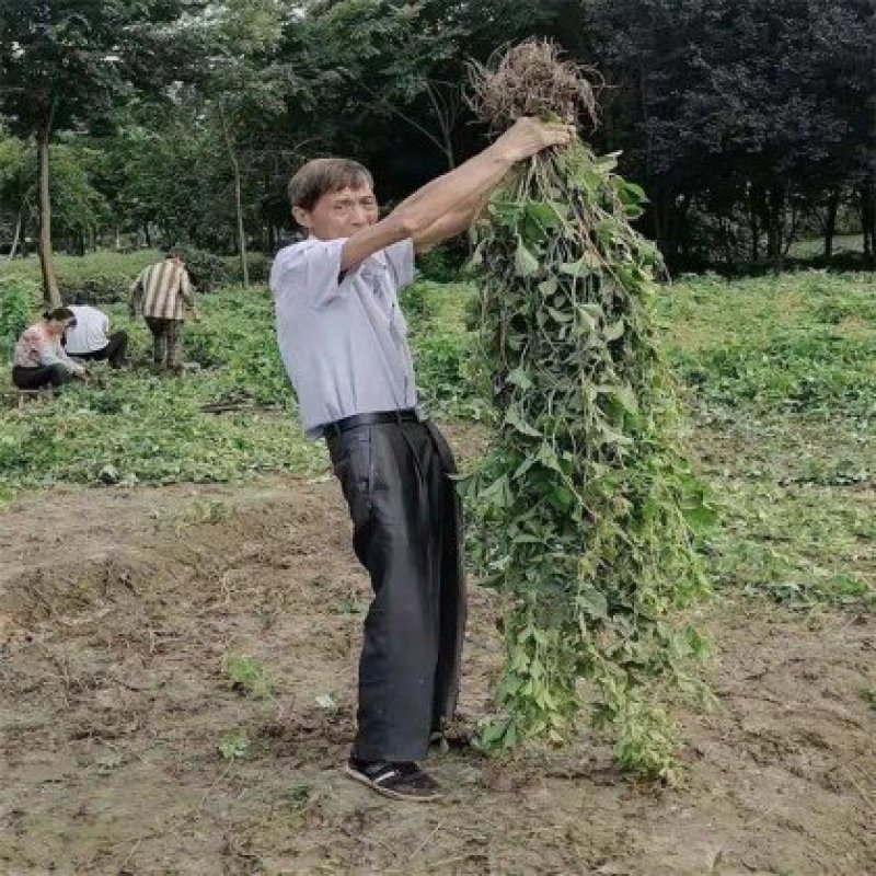 爬山虎爬藤植物四季爬山虎树苗庭院户外绿化三叶五叶爬墙虎苗