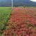 爬山虎爬藤植物四季爬山虎树苗庭院户外绿化三叶五叶爬墙虎苗