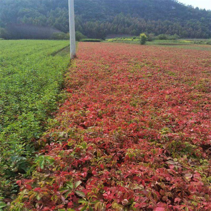 爬山虎爬藤植物四季爬山虎树苗庭院户外绿化三叶五叶爬墙虎苗
