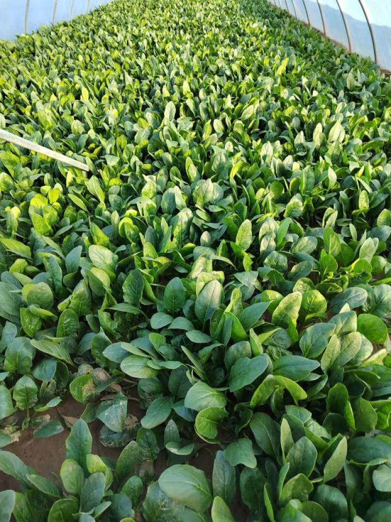 菠菜精品25-30公分基地直发一手货源全国发货