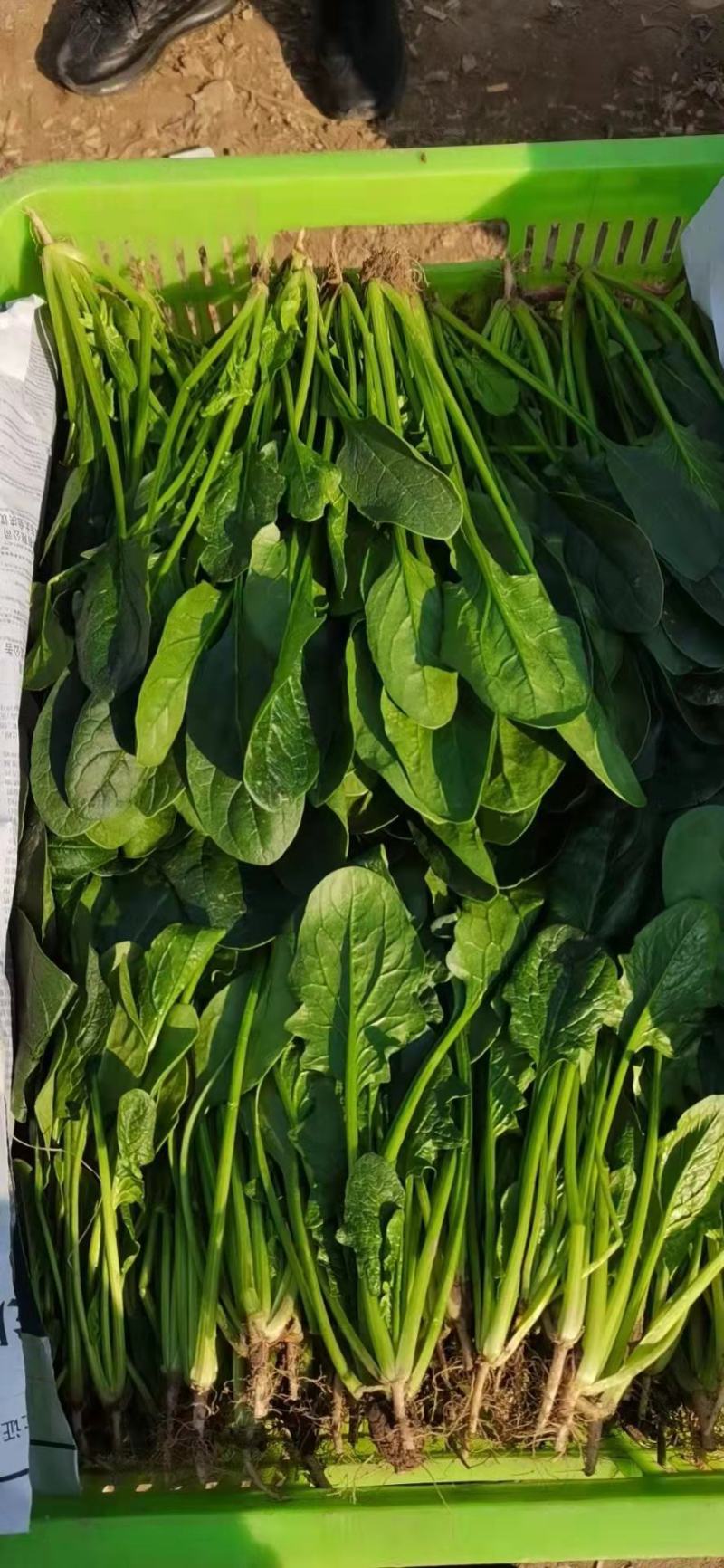 菠菜精品25-30公分基地直发一手货源全国发货
