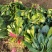 大叶菠菜精品菠菜河北基地直发20-30公分