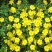 迎春花苗迎春花植物迎春苗迎春花迎春花花苗迎春苗庭院