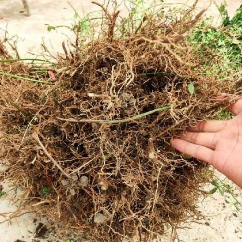 迎春花苗迎春花植物迎春苗迎春花迎春花花苗迎春苗庭院