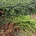 迎春花苗迎春花植物迎春苗迎春花迎春花花苗迎春苗庭院