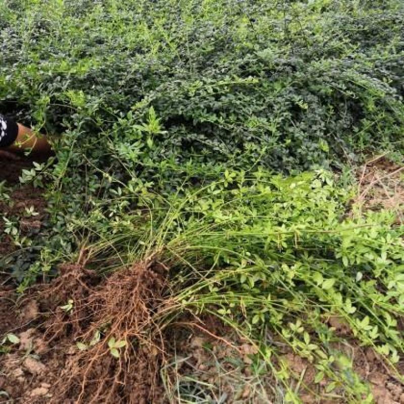 迎春花苗迎春花植物迎春苗迎春花迎春花花苗迎春苗庭院