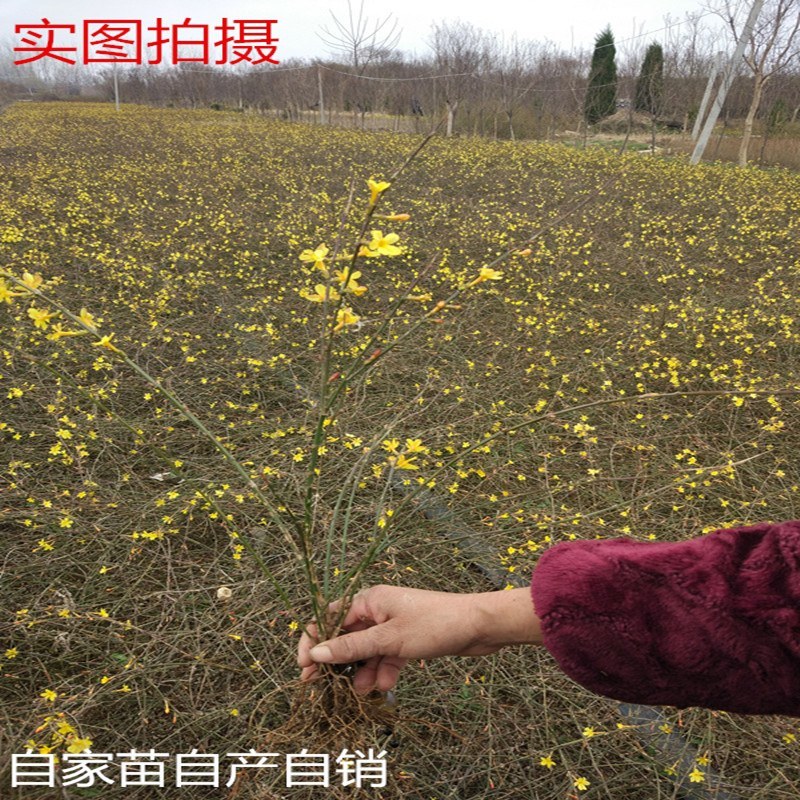 迎春花苗迎春花植物迎春苗迎春花迎春花花苗迎春苗庭院