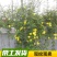 迎春花苗迎春花植物迎春苗迎春花迎春花花苗迎春苗庭院